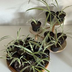 Reverse Variegated Spider Plants - Rooted And Potted