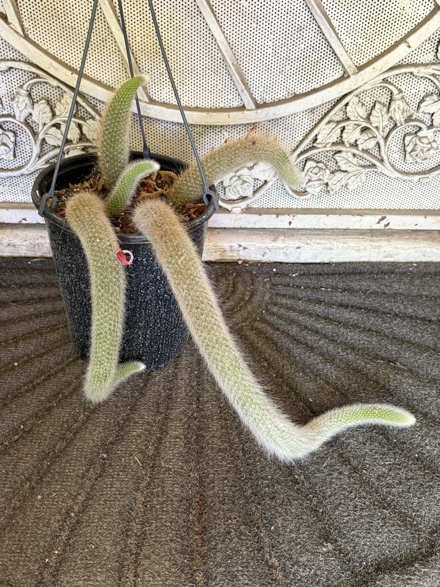 Monkey Tail