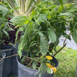 Golden Shrimp Plant – 3 Gallon | Vibrant, Tropical & Blooming