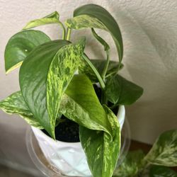 Marble Queen Pothos