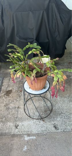 Christmas Cactus with Pot and Metal Stand