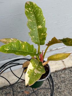 Variegated Ring of Fire
