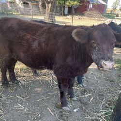 Beserro/ Steer For Sale 