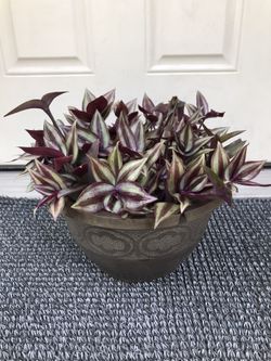 Wandering Jew / Tradescantia - Zebrina