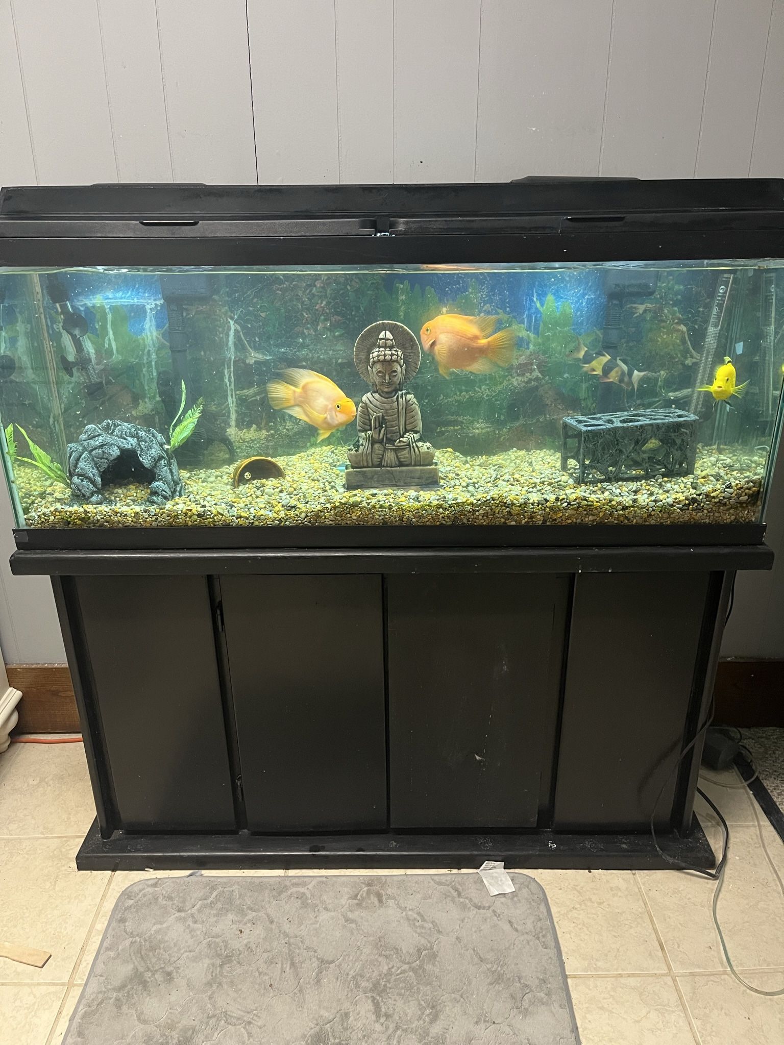 50 Gallon Fish Tank 