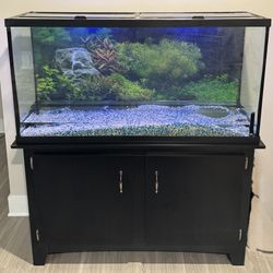 60 Gallon Aquarium + Equipment + Frontosas ($300)
