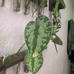 Satin Pothos Exotica Cuttings 