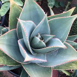 Agaves