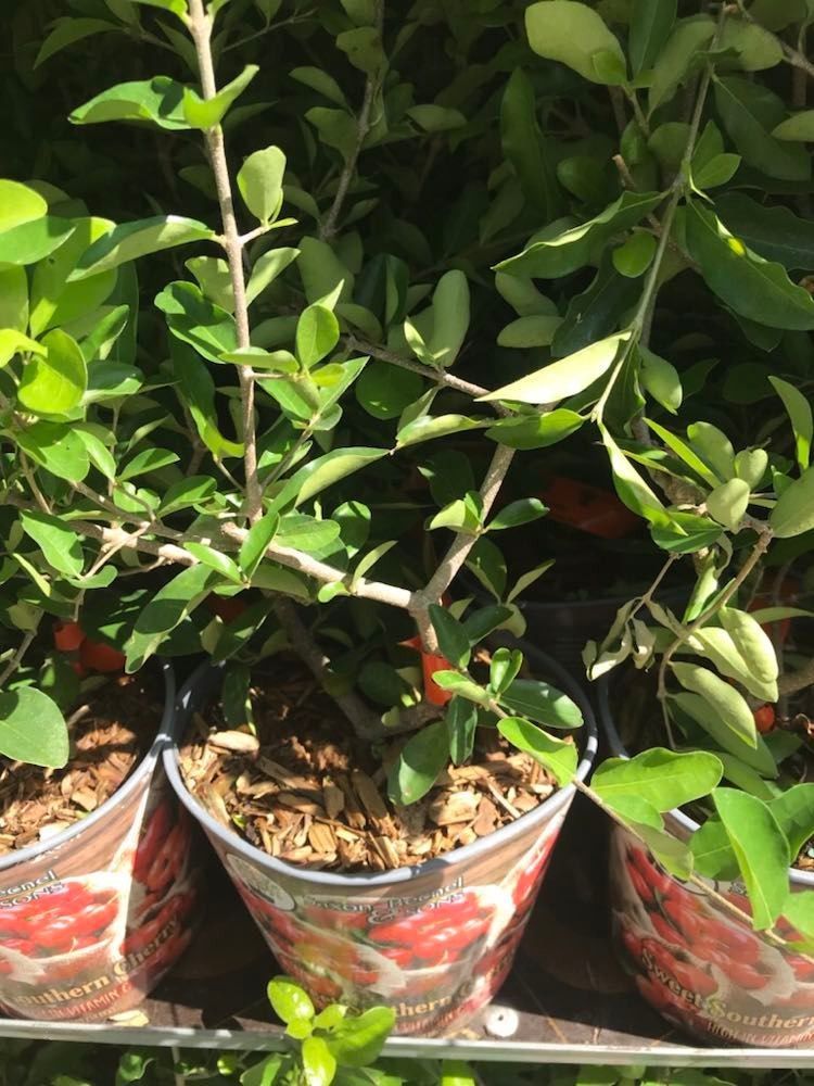 Sweet Southern Cherry Self Fruitful 1 Gal Seedling Tree