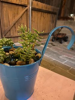 Succulent Creations- make great gifts