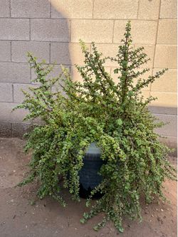 Elephant bush