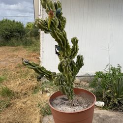 Monstrose Apple Cactus 4 Feet