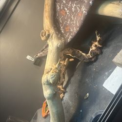 LOG ONLY!! || Log for habitat