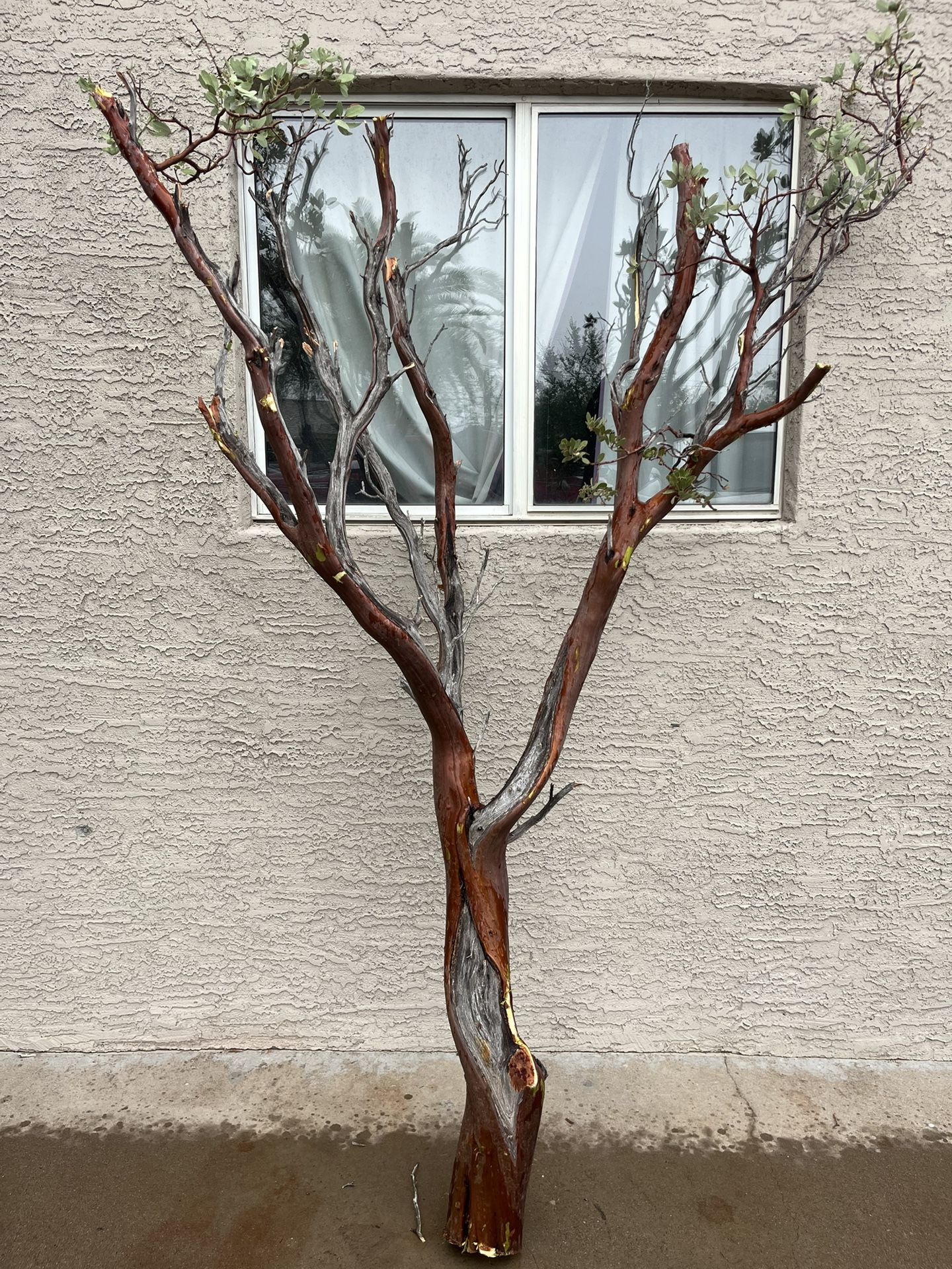 Natural Manzanita Tree