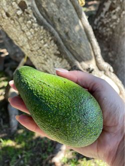 Large Avocados Pestiside Free