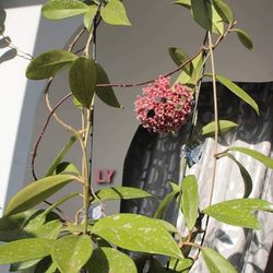 Hoya Publicalix Silver Pink