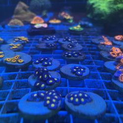 Blue Aquarium Decorations 