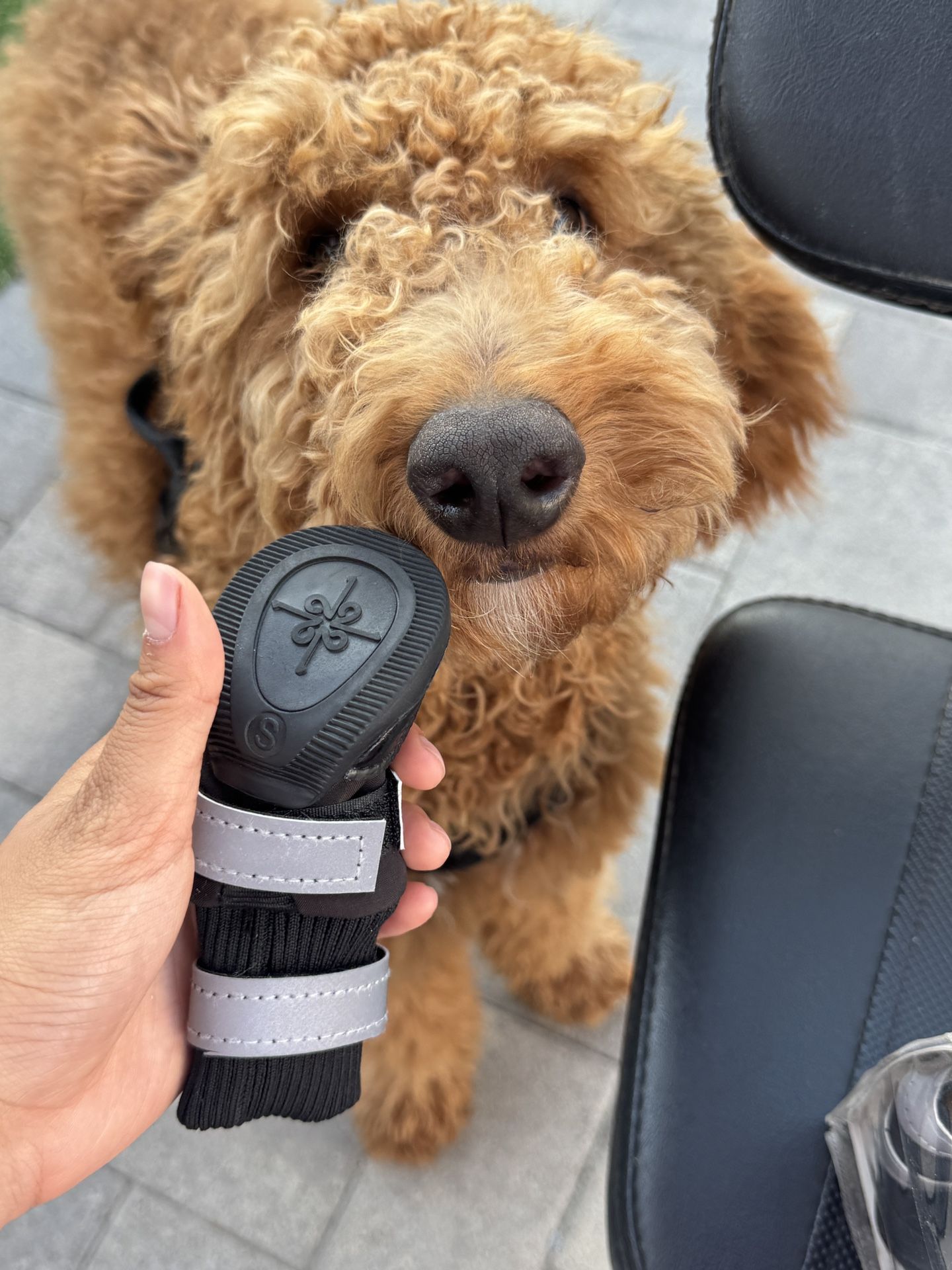 Dog Shoes Small