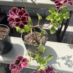Geraniums 