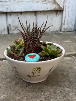 Small potted succulent