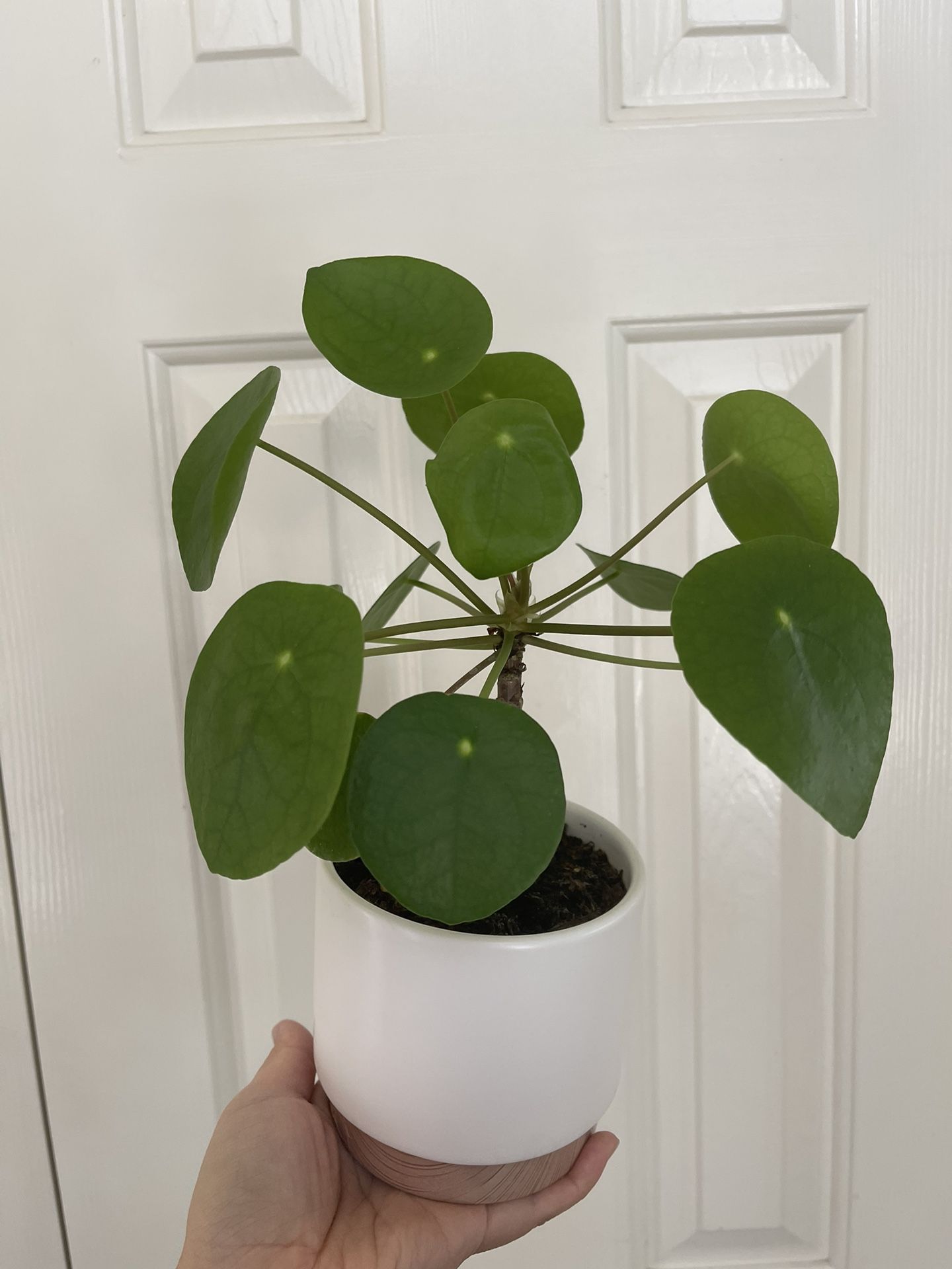 Beautiful Pilea Plant With Pot