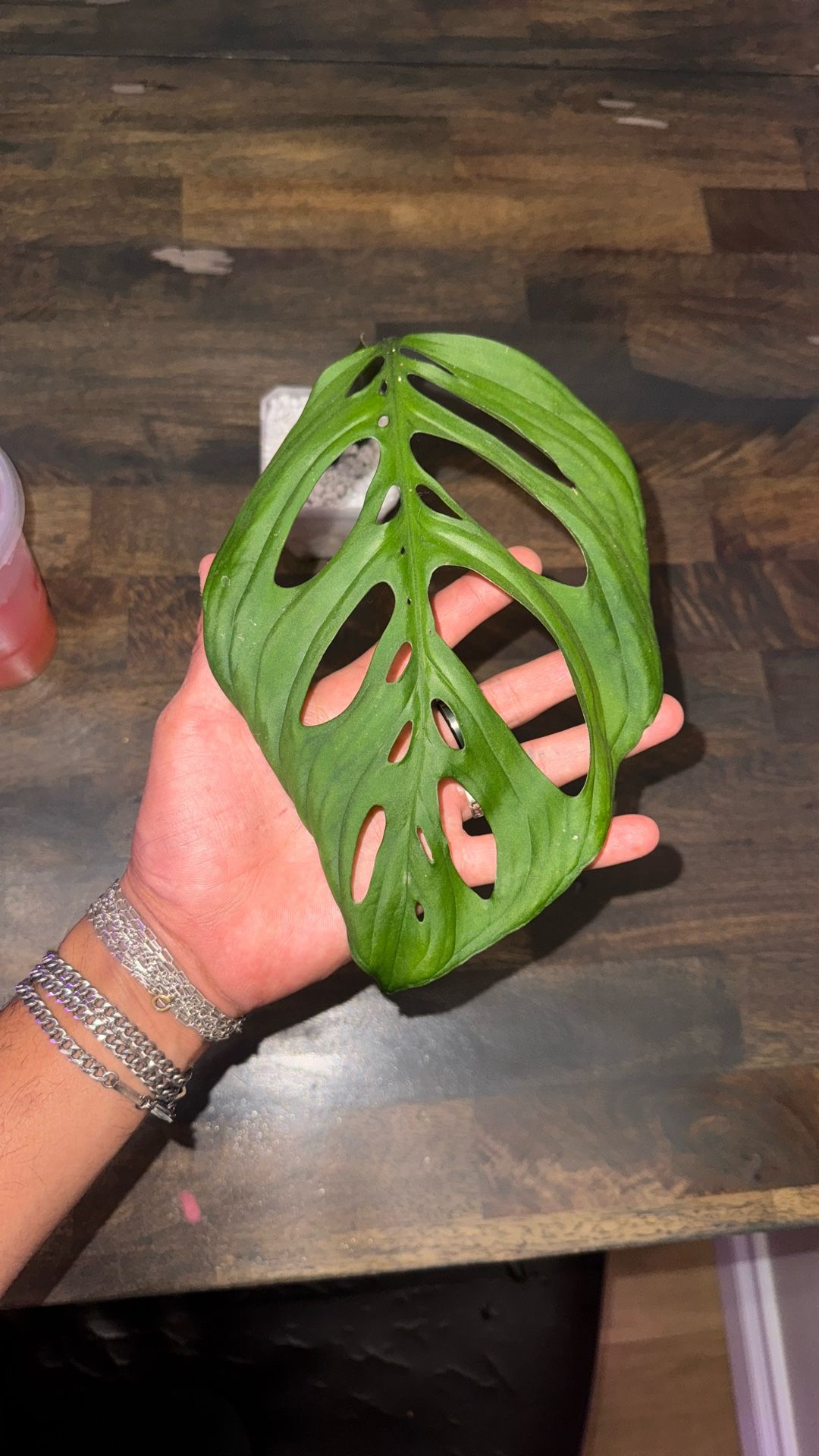 Monstera esqueleto