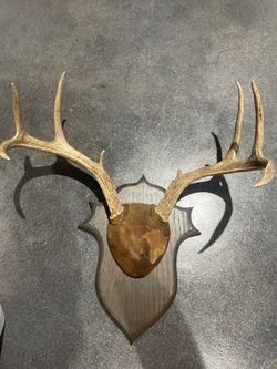 Deer Antler Mount on Wooden Plaque