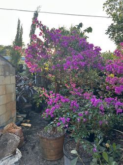 Purple Bougainvillea Tree