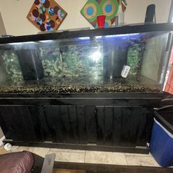 Big Fish Tank 130 Gallons Emphasis On OBO