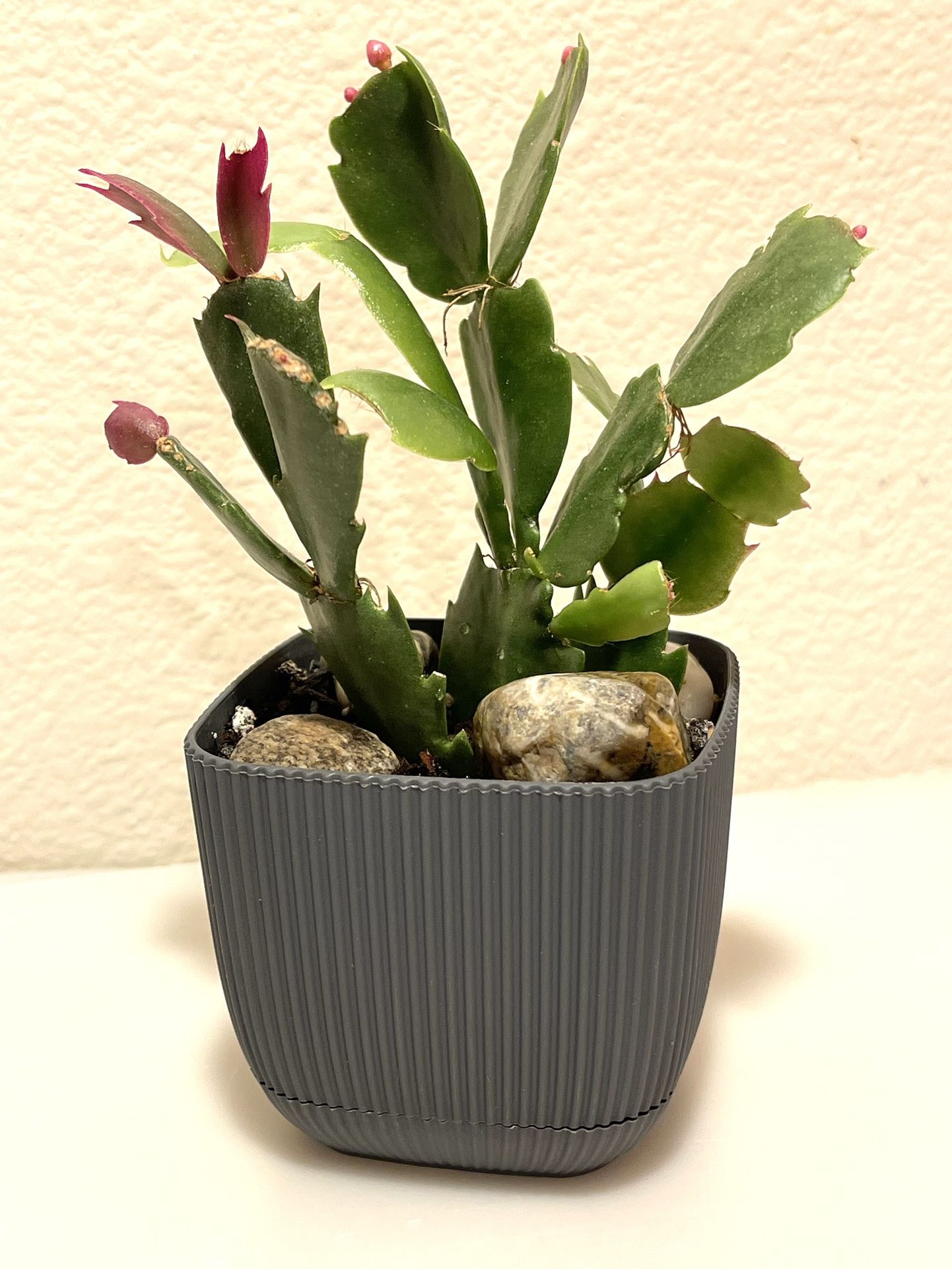 Christmas Cactus House Plant Will Bloom Soon In 3"H Pot With Attached Saucer