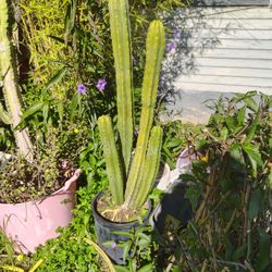 Multiple San Pedro Cactus