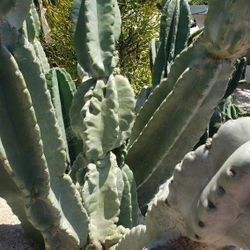 Cactus apple cereus (cuttings)branches