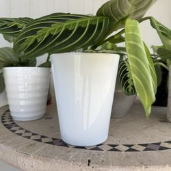 Live Houseplants in Decorative Pot Planter Home Decor Plants Prayer Lime Plants - 10 each 
