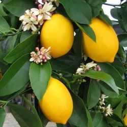 Meyer Lemon Trees 😃😃😃😃🌿🌿🌿🍋🍋🍋🍋🍋