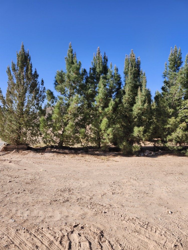 Mondell Pine Trees In 54 Gallon Boxes DISCOUNTS AVAILABLE FOR BULK PURCHASES (PLEASE READ)