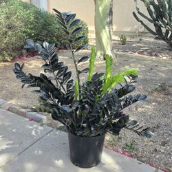 ZZ Black Raven Plant Huge