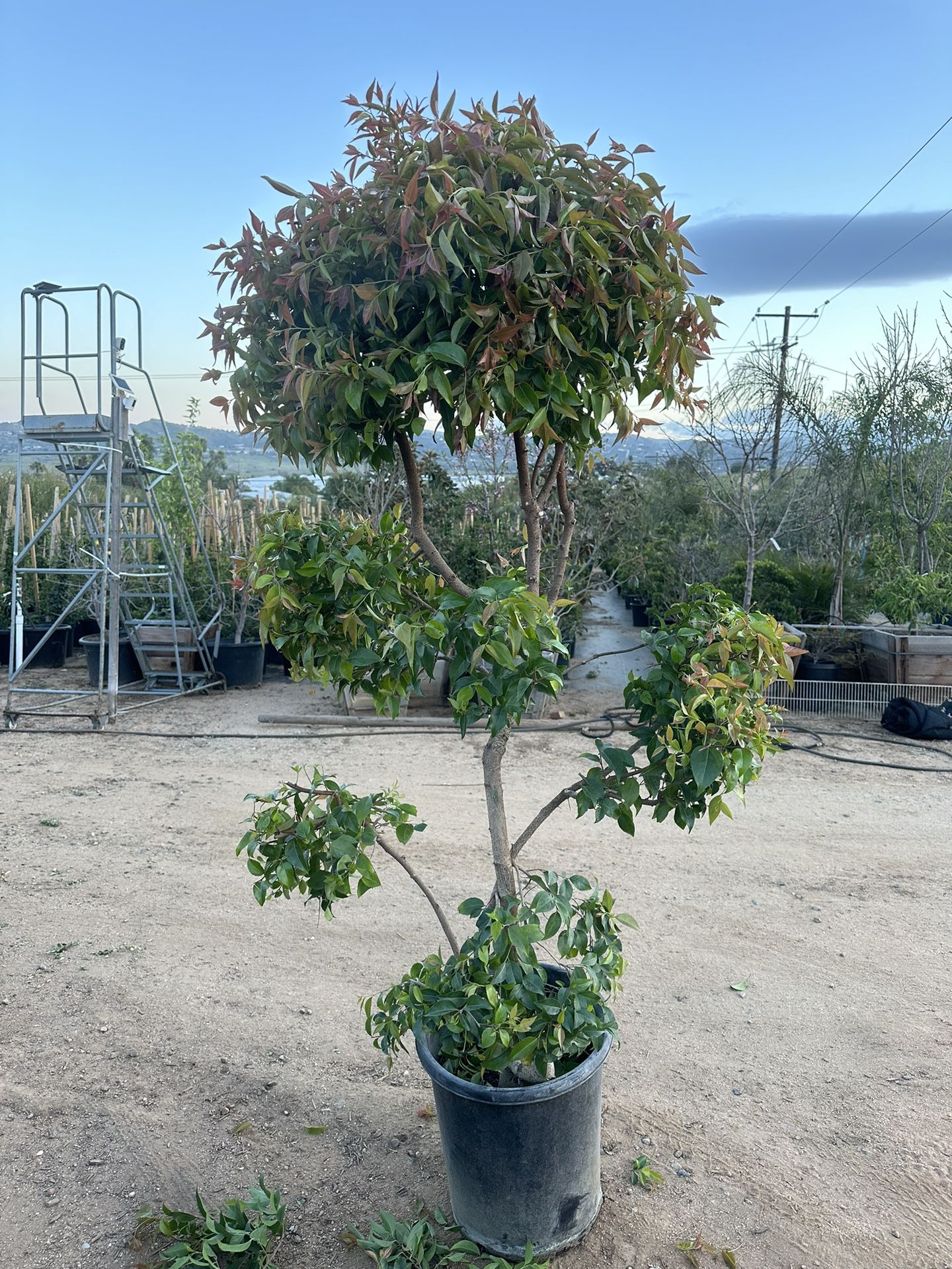 Xsylasma Topiary Bonsai Plant 