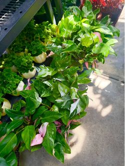 Plants (4”pot💕Tricolor, Philodendron white princess $20)