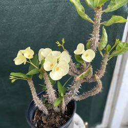 Planta De Corona De Cristo Flor Extra Grande , En Maceta De 1 Gallon Pick Up Only