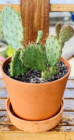 Live outdoor Prickly Pear cactus 🌵 house plant in a terra cotta planter flower pot with base included—firm price