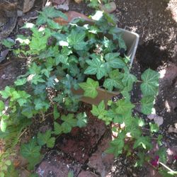 $6 ivy plant in ceramic pot