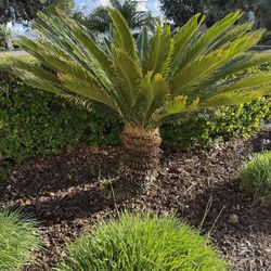 Free Mature Sago Palms