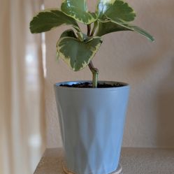 Healthy Beautiful Indoor Plant(Large Peperomia)