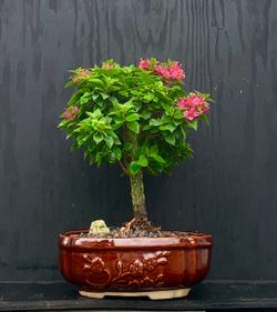 Bonsai Bougainvillea