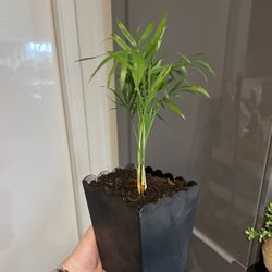Houseplant Bella Palm 