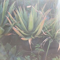 Alaverra Plant