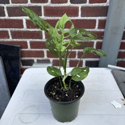 Swiss Cheese Plant