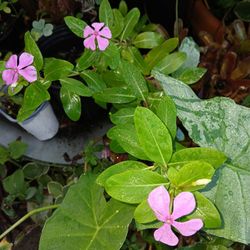 Periwinkle Flowering Perennials 