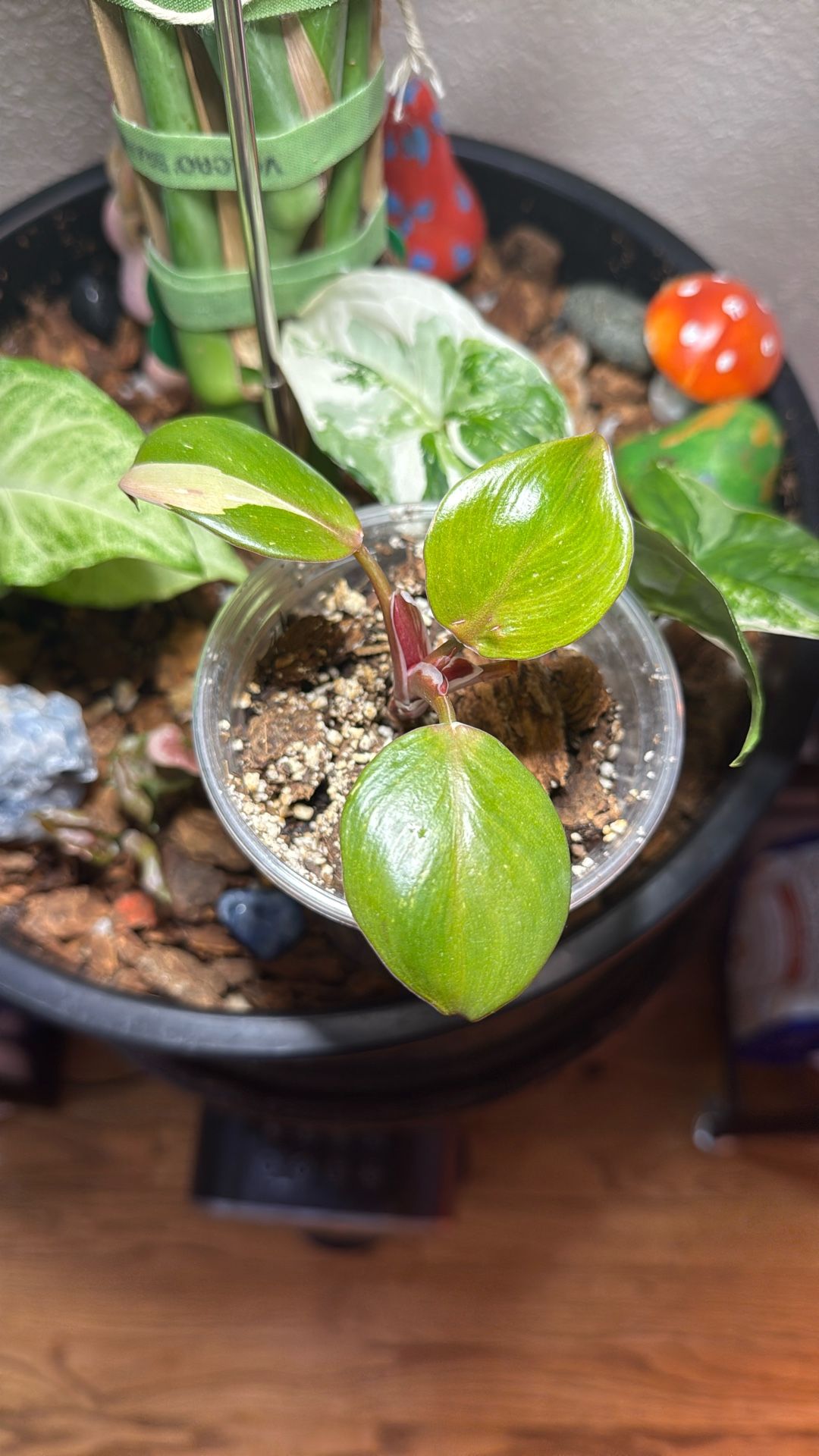 Philodendron White Knight (Plant Trades!)