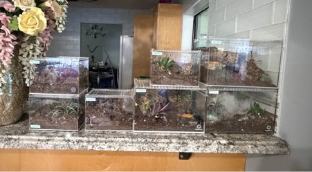 Tarantulas